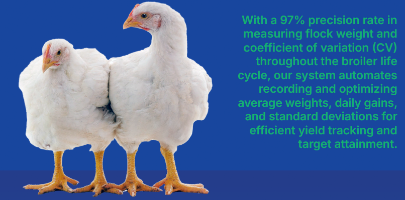 Bird Scale - Automatic Poultry weighing system - Image 6