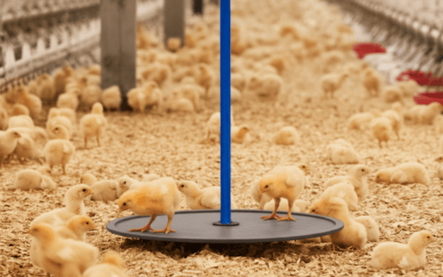 Bird Scale - Automatic Poultry weighing system - Image 3