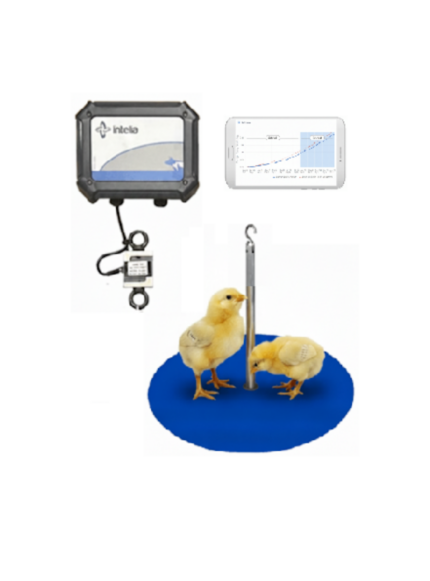 Bird Scale - Automatic Poultry weighing system