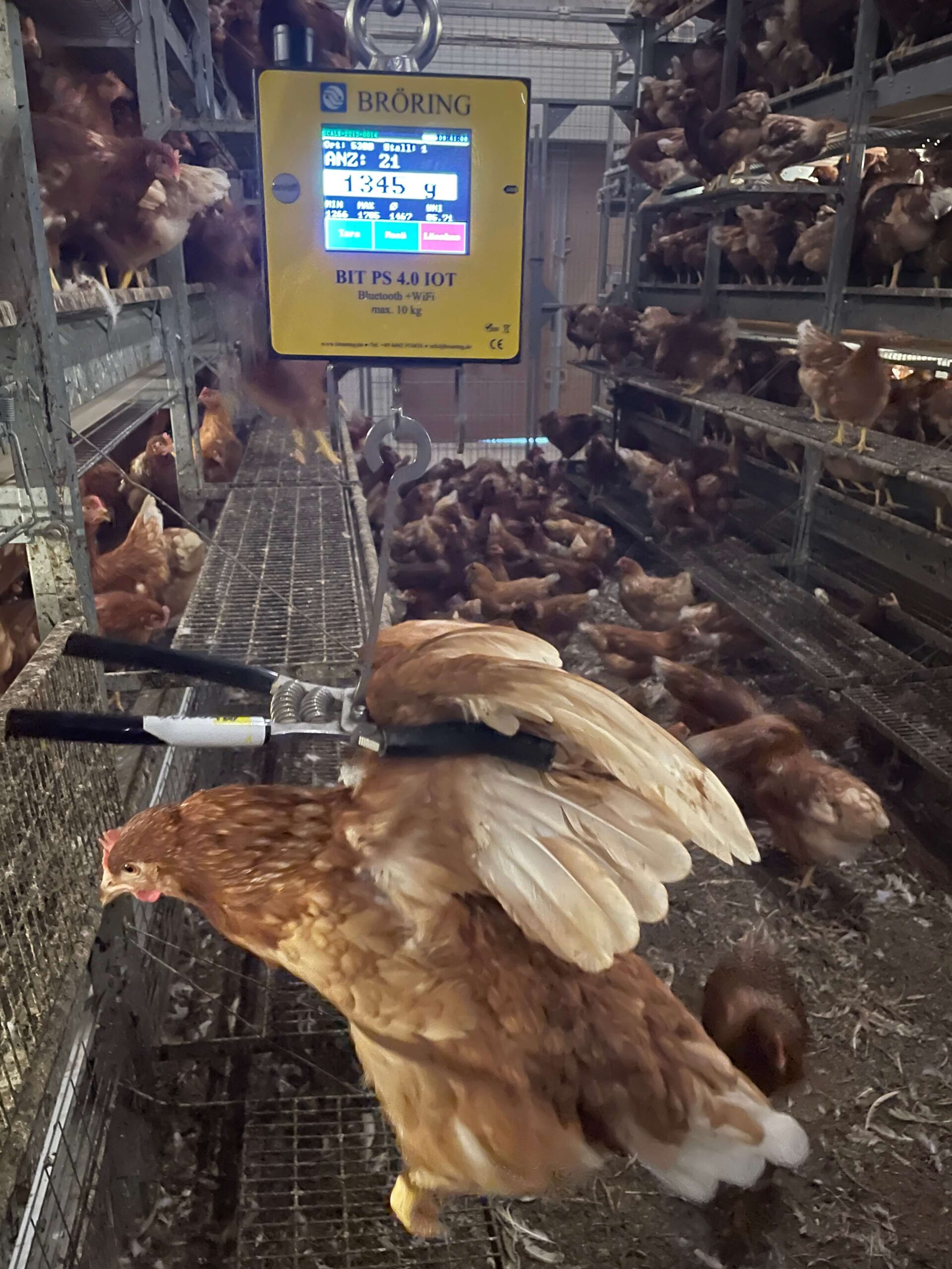 Broring BIT PS 4.0 Advanced IoT Poultry Scale - Image 3